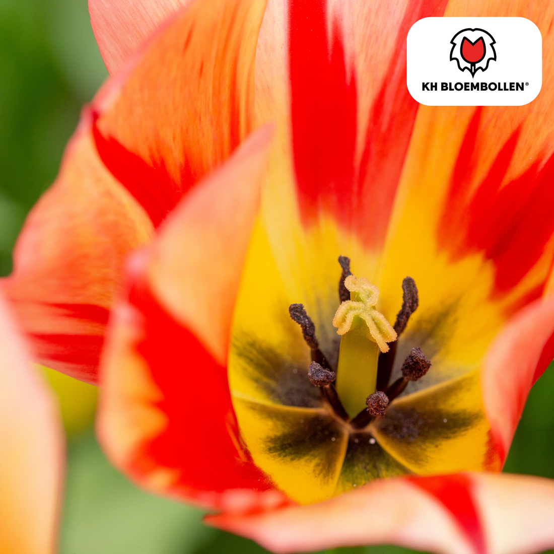 Frische Tulpenzwiebeln des Everspring Spring Break 20er-Packs, farbenfroh und bereit für die Gartenbepflanzung.