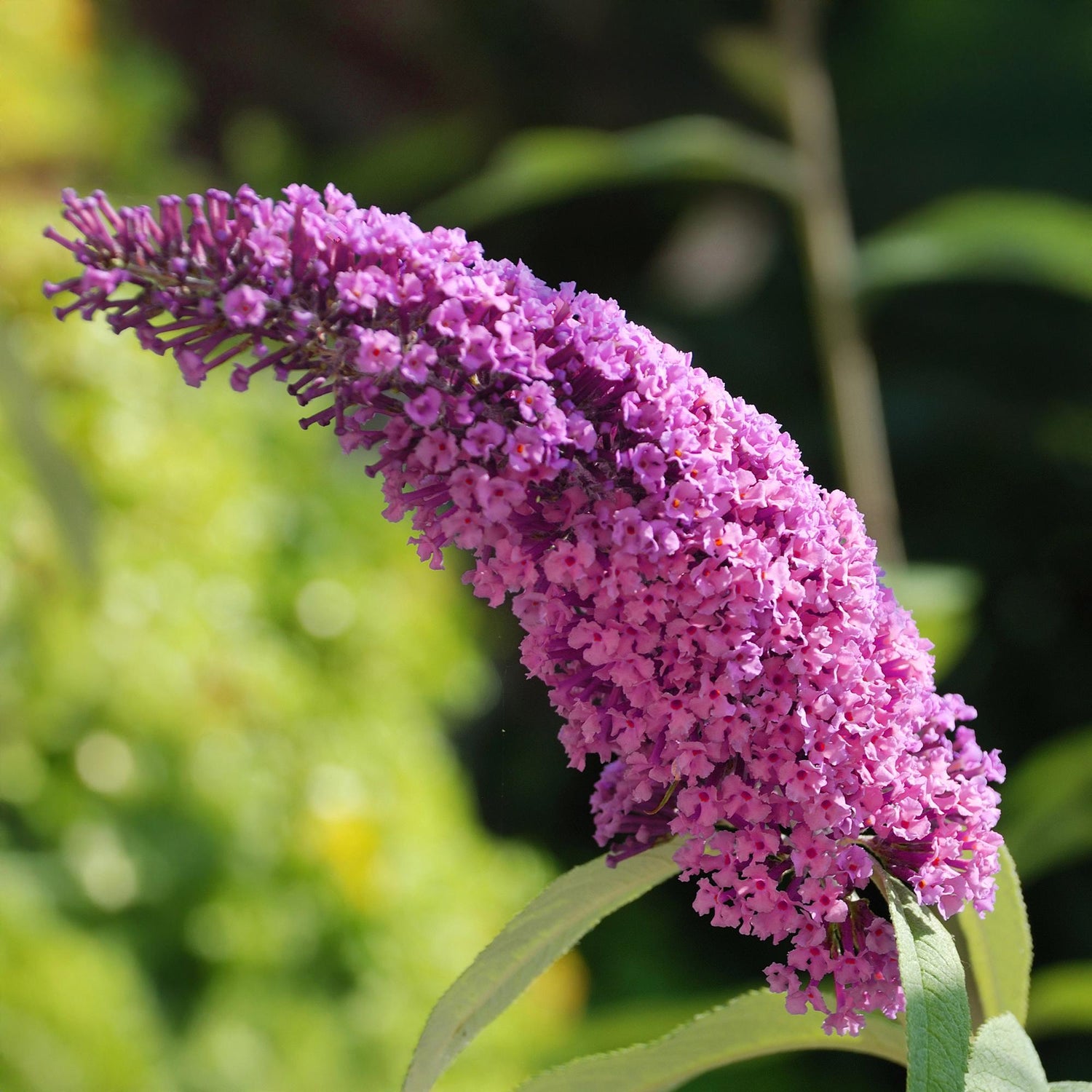 Schmetterlingsstrauch - Buddleja davidii Pink Delight - Blüte Rosa - 1 Pflanze - Laubabwerfend - Schmetterlingsanziehend - Topf 17cm Höhe 25cm