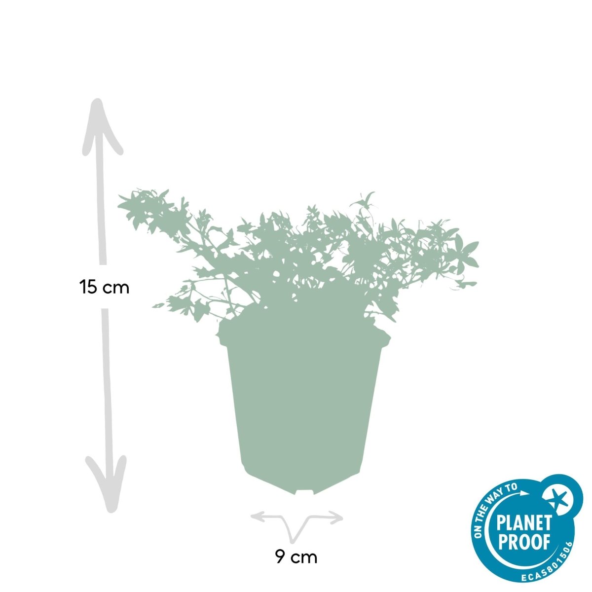 24x Campanula poscharskyana ‘Stella’ – Hängepolster - Glockenblume für Beete, Mauern &amp; Balkon – Höhe 10–25 cm – Ø 9 cm - Wurzelwerk Design