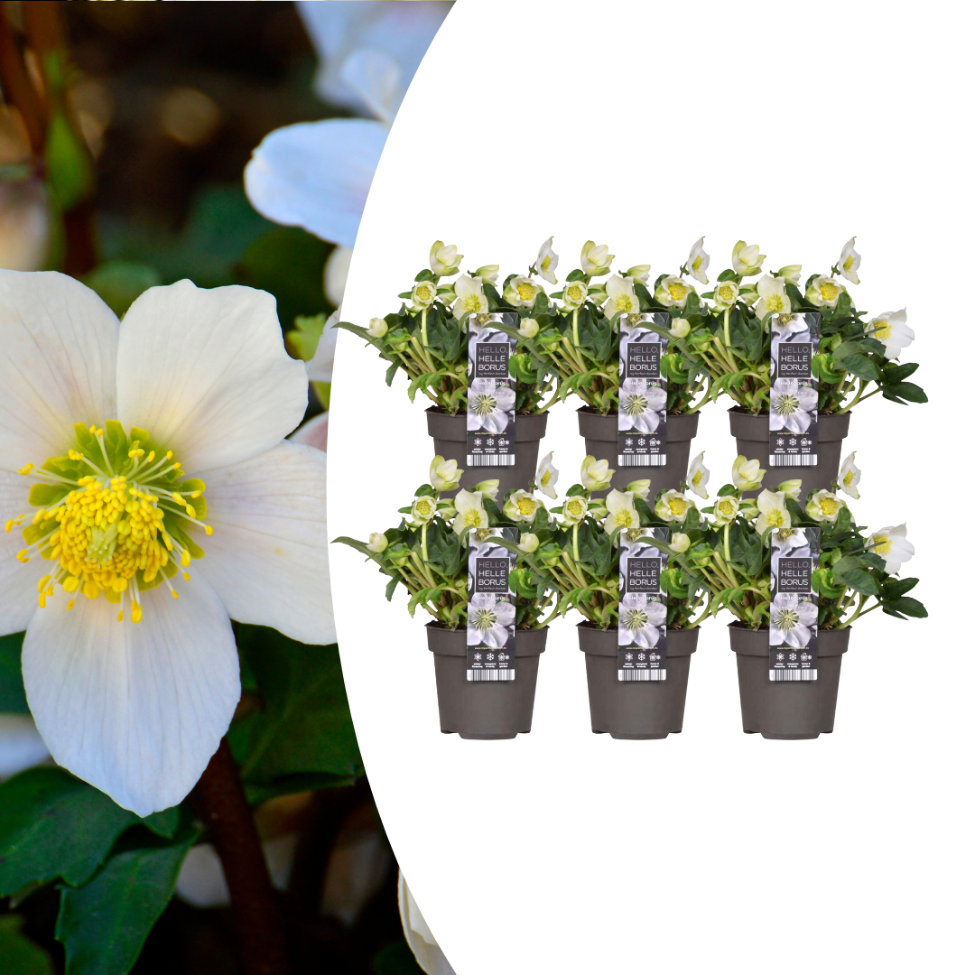 6 x Helleborus niger &