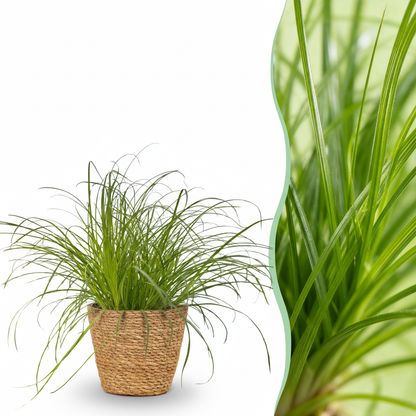 Everspring Cyperus alternifolius Katzenpflanze in Topf mit Durchmesser 12 cm, grüner Wasserpflanzen-Topf für Haustiere