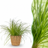 Everspring Cyperus alternifolius Katzenpflanze in Topf mit Durchmesser 12 cm, grüner Wasserpflanzen-Topf für Haustiere