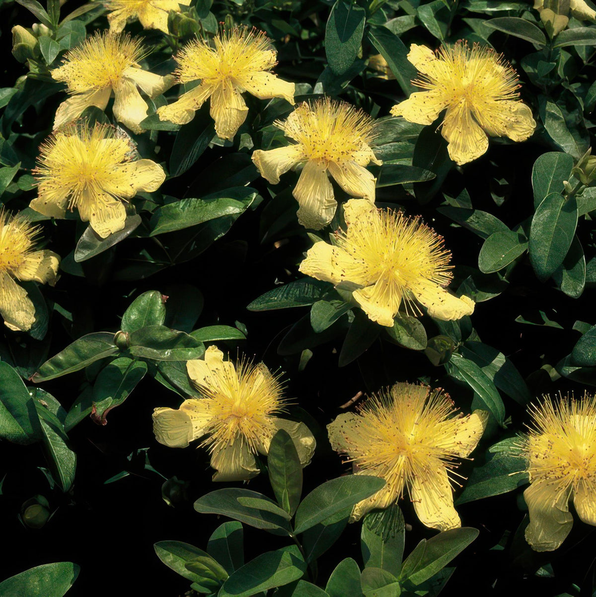 Sechs Everspring Hypericum calycinum Pflanzen, 10-25cm hoch, mit grünen Blättern und gelben Blüten, in kleinen Töpfen.