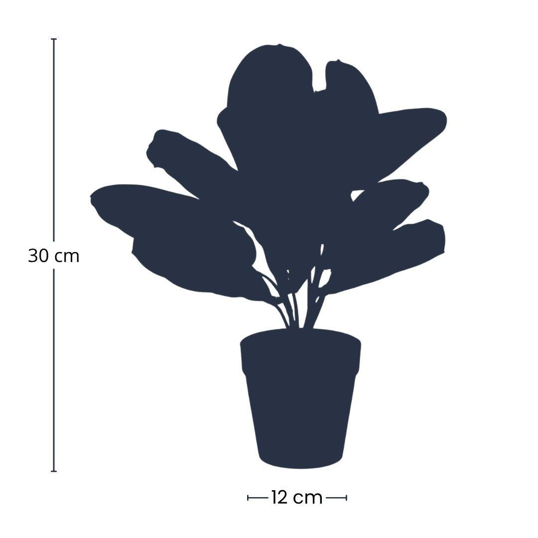 Künstliche grüne Maranta Pflanze, 30 cm hoch, in schwarzem Topf, Everspring, detailreiche Nachbildung für Dekoration