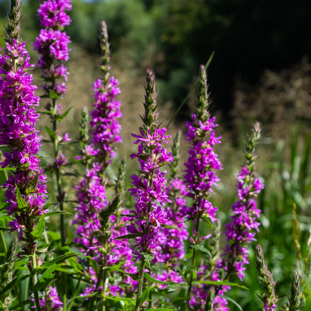 Sechs Blutweiderich Stauden im 6er-Set, ideal für Teichrand, Feuchtbeet und naturnahe Gärten, von Everspring.
