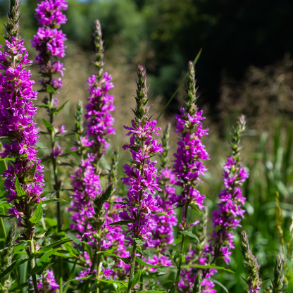 Sechs Blutweiderich Stauden im 6er-Set, ideal für Teichrand, Feuchtbeet und naturnahe Gärten, von Everspring.