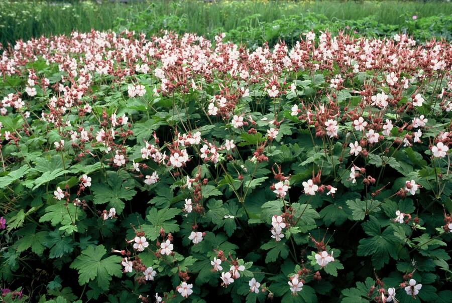 24x Geranium macr. ‘Spessart’ - Höhe 10 - 25 cm - Ø 9 cm - Wurzelwerk Design
