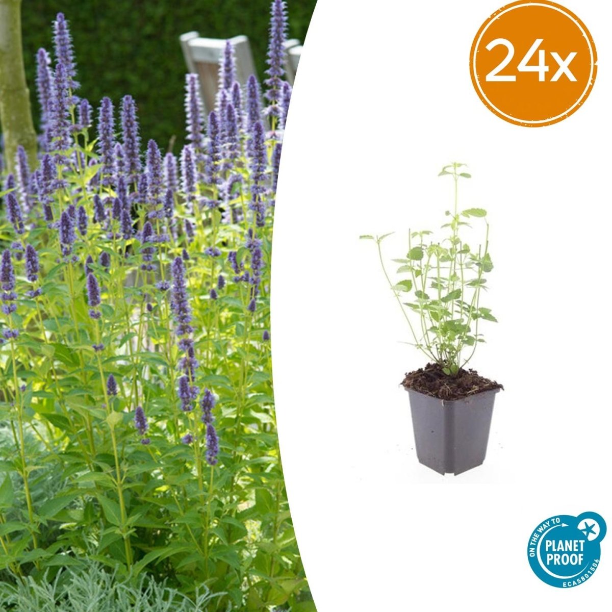 24x Agastache ‘Black Adder’ – Bienenfreundliche Duftnessel für Beete &amp; Rabatten – Höhe 10–25 cm – Ø 9 cm - Wurzelwerk Design