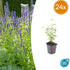 24x Agastache ‘Black Adder’ – Bienenfreundliche Duftnessel für Beete & Rabatten – Höhe 10–25 cm – Ø 9 cm - Wurzelwerk Design
