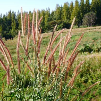 Zebragras kaufen | 3× Miscanthus sinensis Zebrinus, Ø 12 cm
