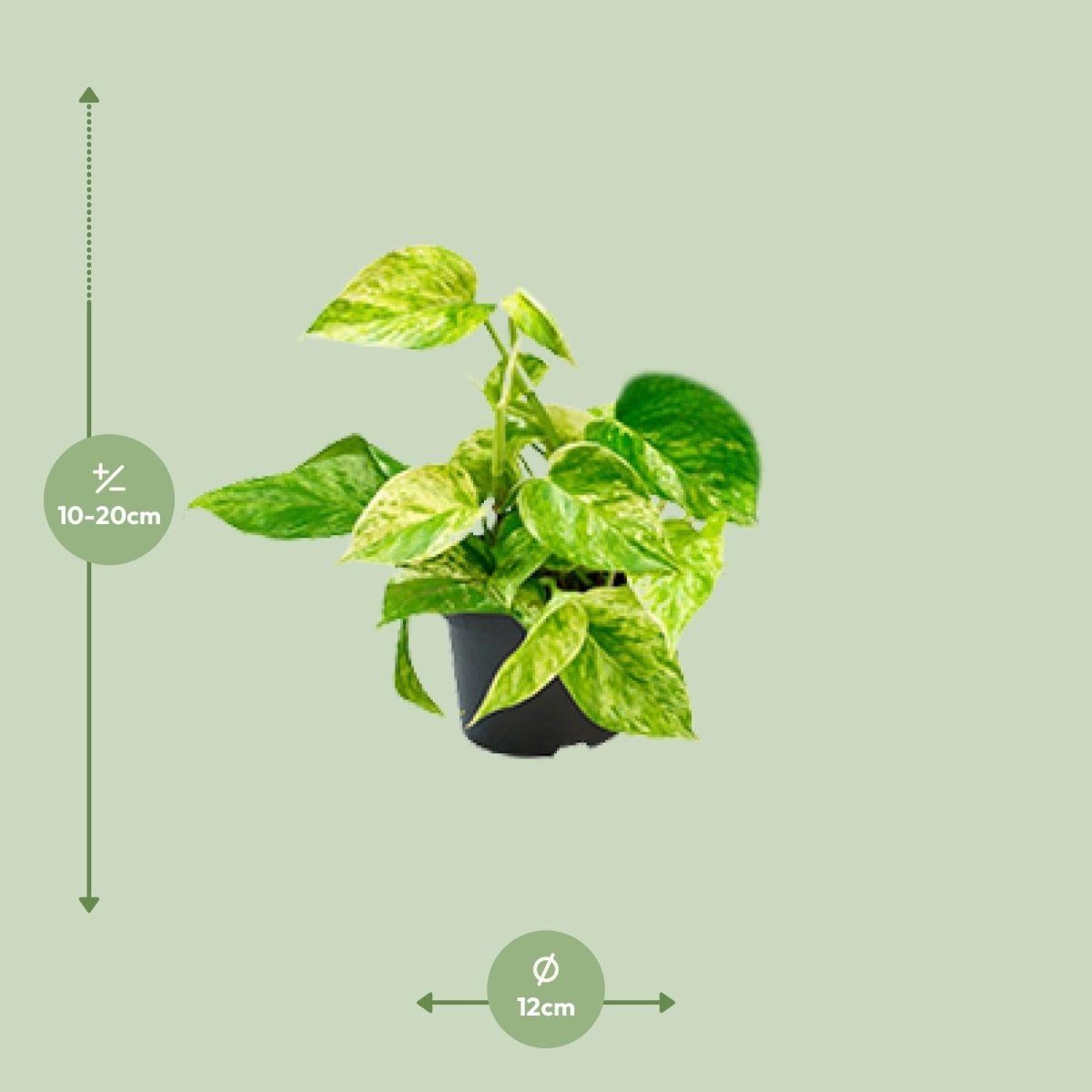 Epipremnum Marble Queen - Scindapsus - Ø15cm - ↕25cm - Ø12 - ↨15cm - Wurzelwerk Design