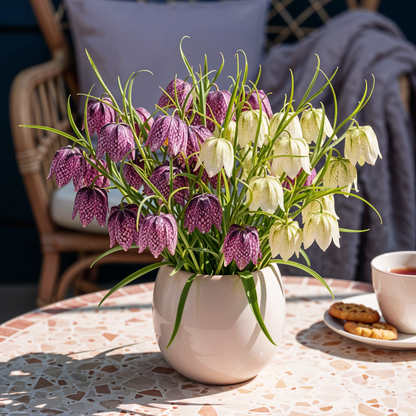 Blumenzwiebeln Fritillaria Meleagris Mix | 30 Stück Lila &amp; Weiß – Zwiebelgröße 6/7 – XXL Pack - Wurzelwerk Design