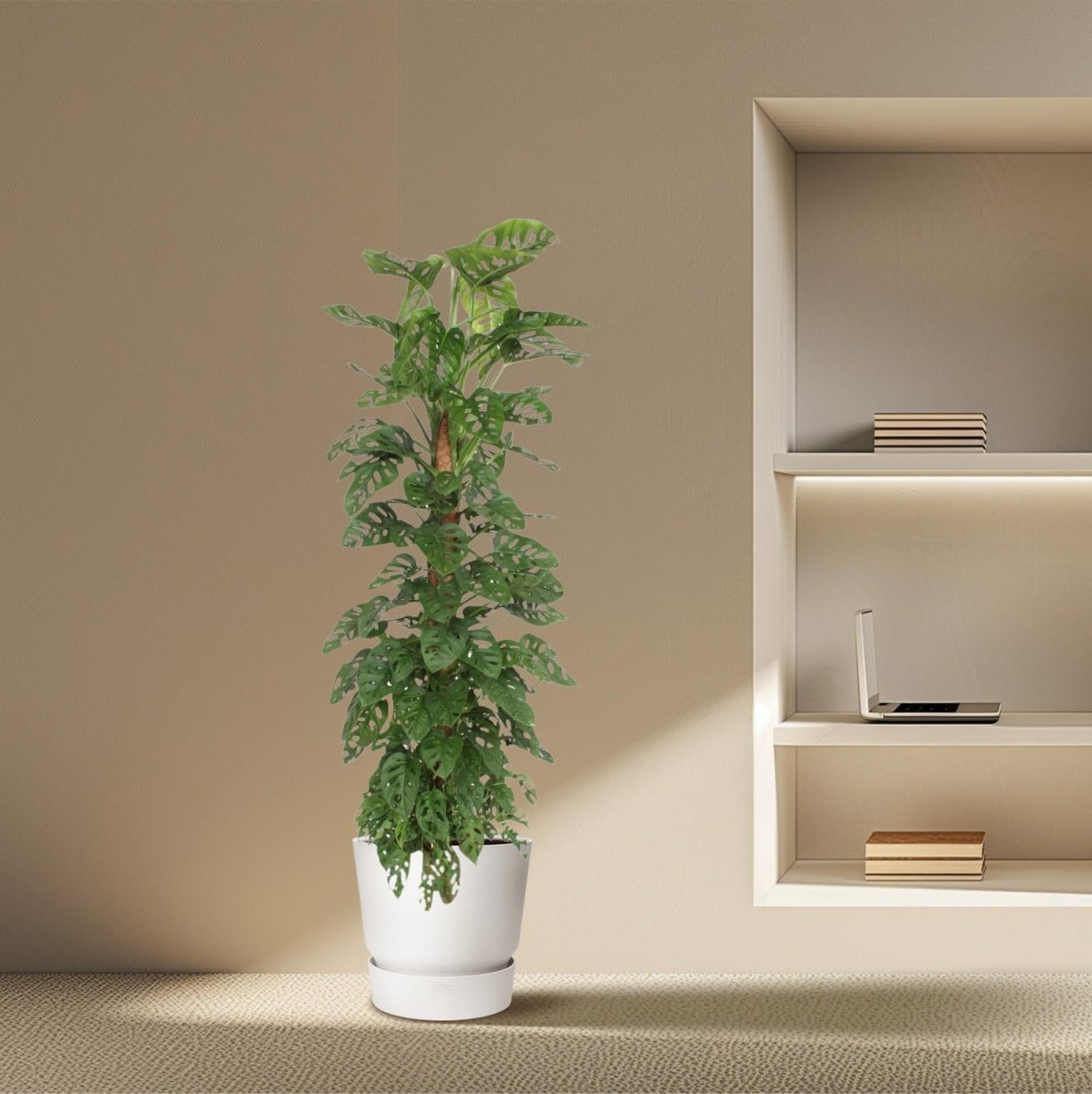 Monstera Monkey Leaf kaufen – Monstera obliqua, trendige Lochpflanze - Wurzelwerk Design