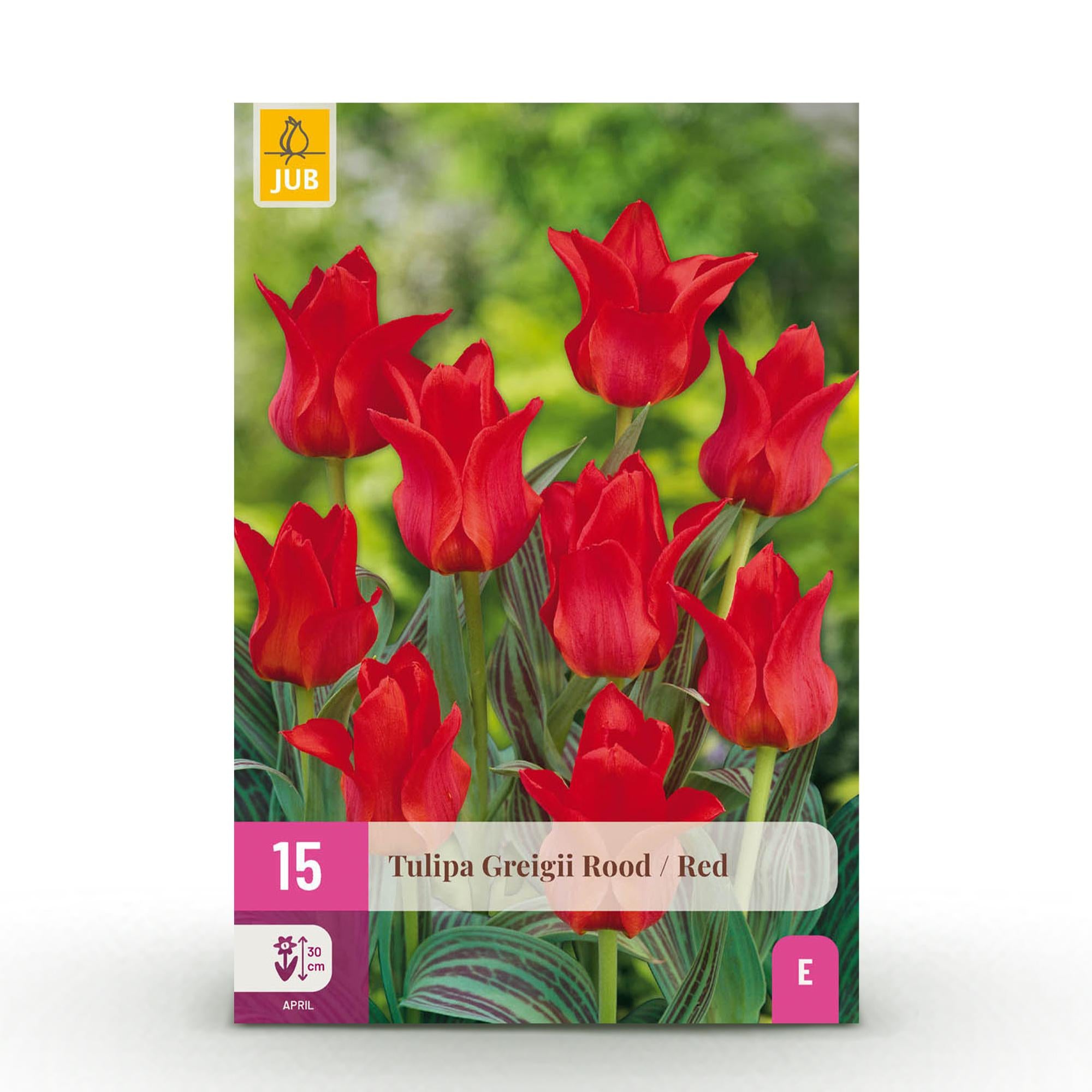 Everspring Tulpen Greigii Rot, 15 Zwiebeln, robuste mehrjährige Pflanze, Zwiebelgröße 11/12, in XXL Pack auf Bild sichtbar