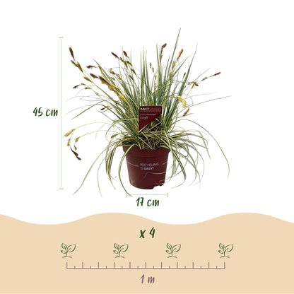 Zwei GreenboutiQ Carex oshimensis Evergold Ziergräser, gelb und grün, in 17cm Töpfen, immergrün, wenig Pflege, Everspring.