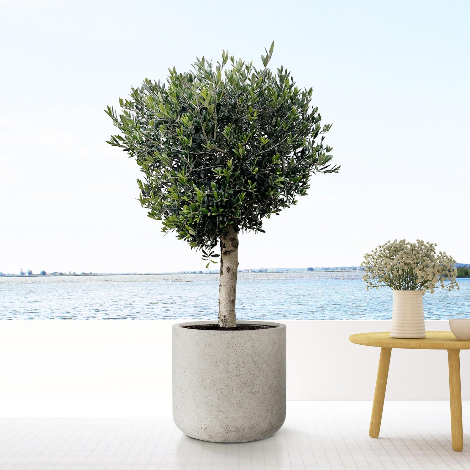 Everspring Jumbo Charlie beige gewaschene Topfpflanze, klein (XXS), D53 x H52 cm, mit grünen Blättern und wachsendem Wuchs