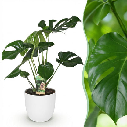 Everspring Monstera Deliciosa Pflanze mit weißem oder grauem Topf, 21cm Durchmesser, ca. 70-80cm hoch, grüne große Blätter