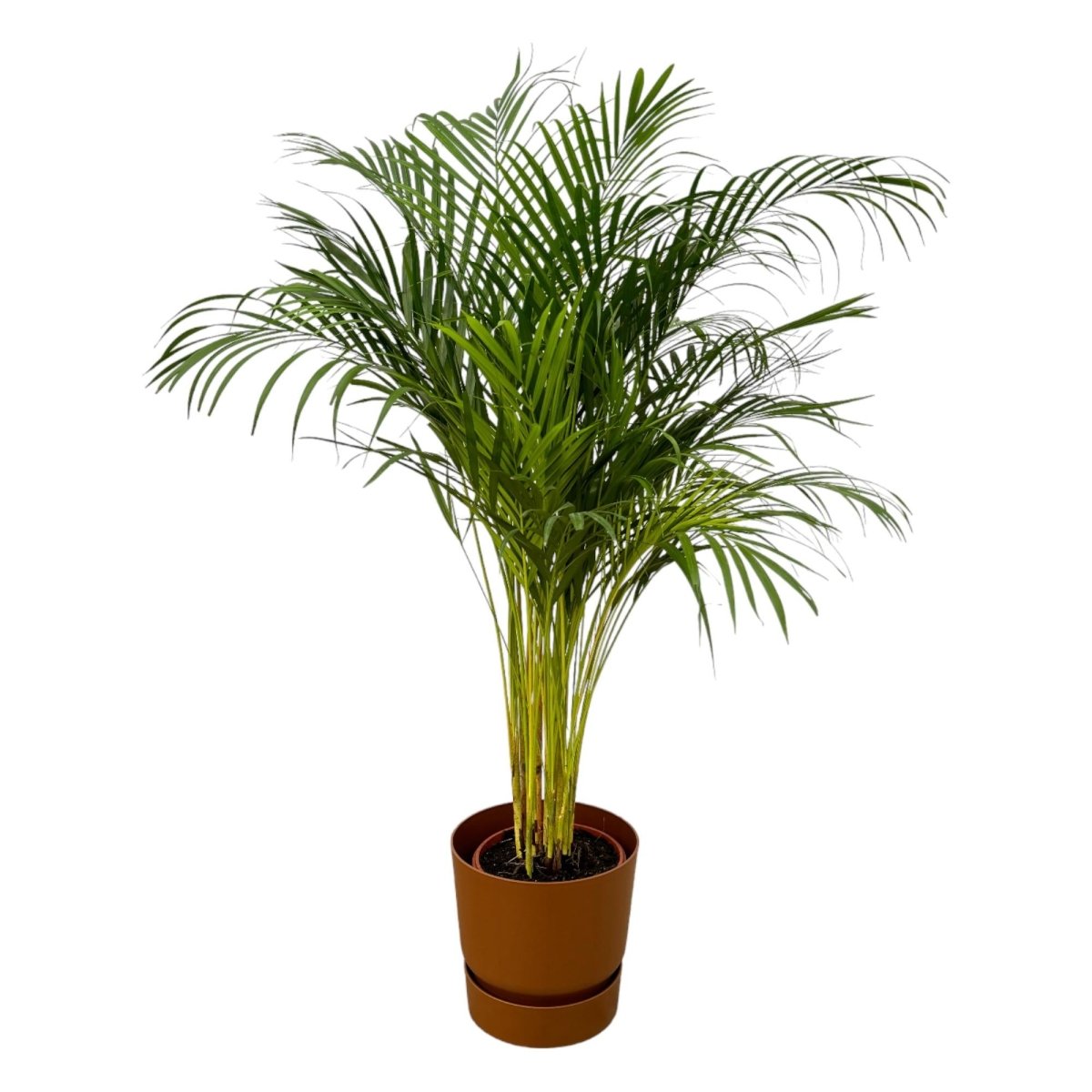 Areca - Palme 110cm mit Topf – Goldfruchtpalme für gesunde Raumluft - Wurzelwerk Design