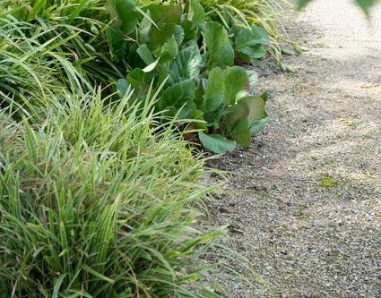 24x Bergenia cordifolia ‘Herbstblüte’ – Herbstblühende Bergenie für Beete &amp; Rabatten – Höhe 10–25 cm – Ø 9 cm
