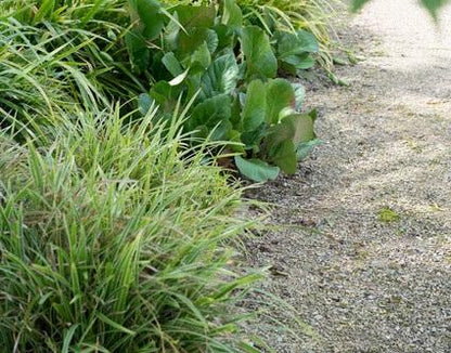 24x Bergenia cordifolia ‘Herbstblüte’ – Herbstblühende Bergenie für Beete &amp; Rabatten – Höhe 10–25 cm – Ø 9 cm