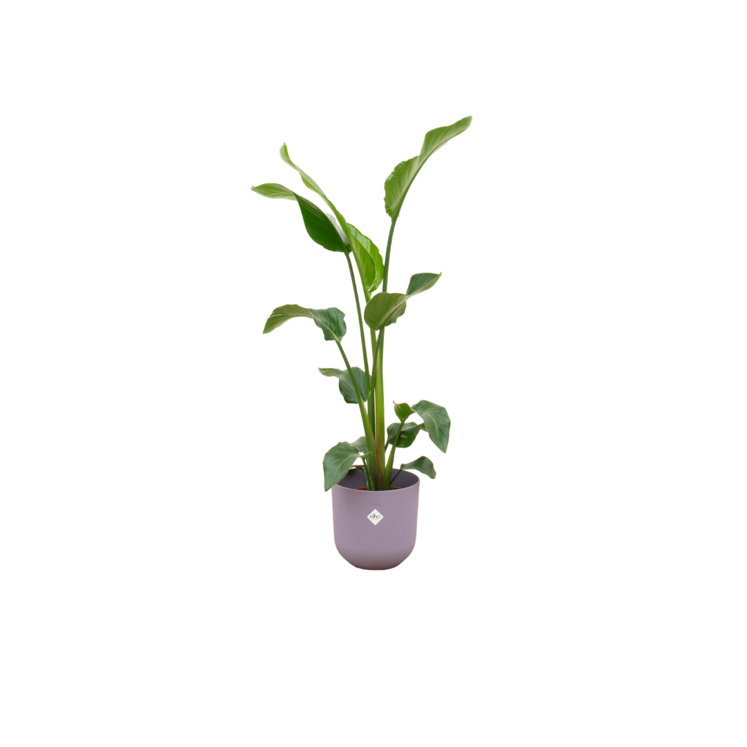 Strelitzia Nicolai 100cm mit Topf – Weißer Paradiesvogel für Ihr Zuhause - Wurzelwerk Design