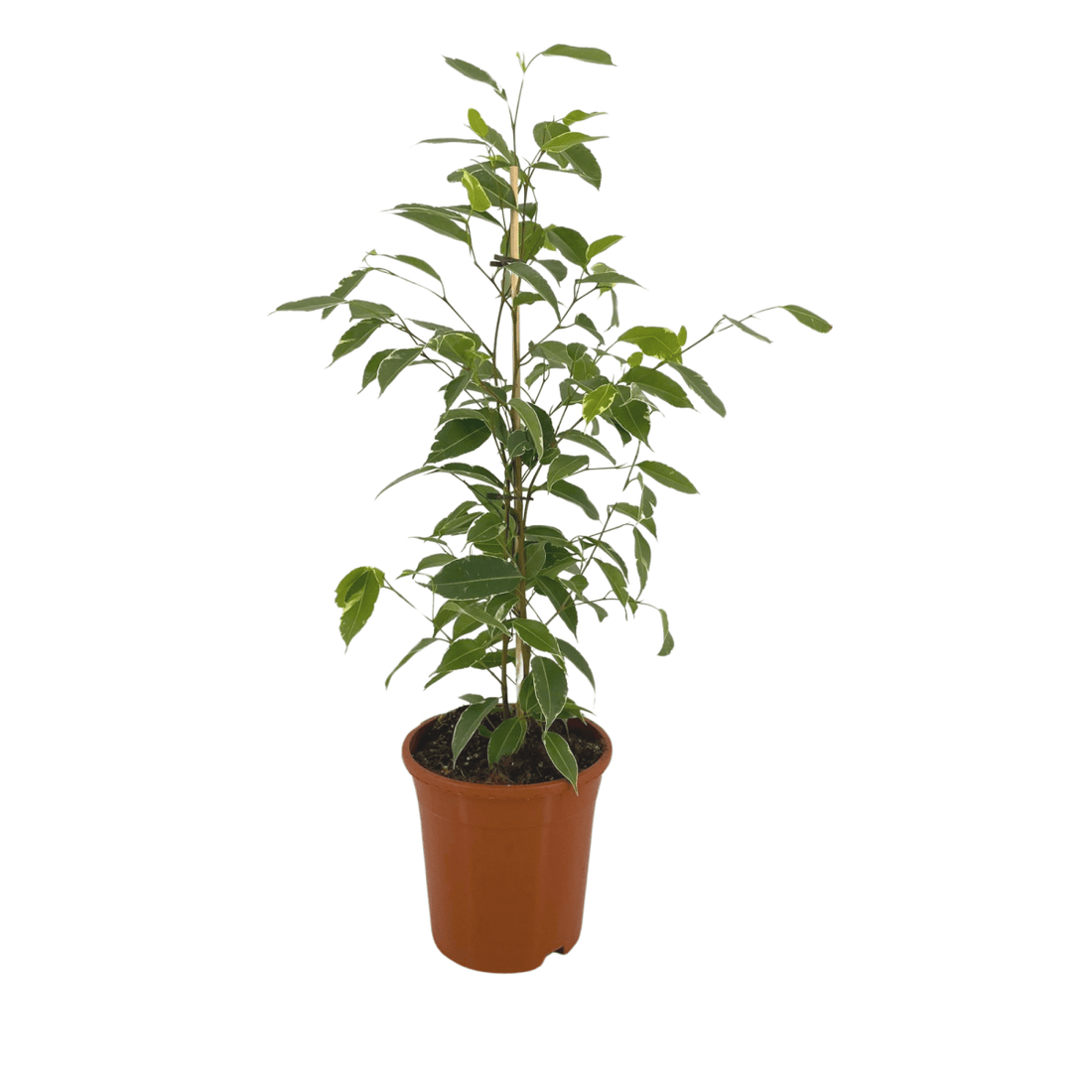 Ficus Benjamina – Elegante Birkenfeige für Innenräume - Wurzelwerk Design
