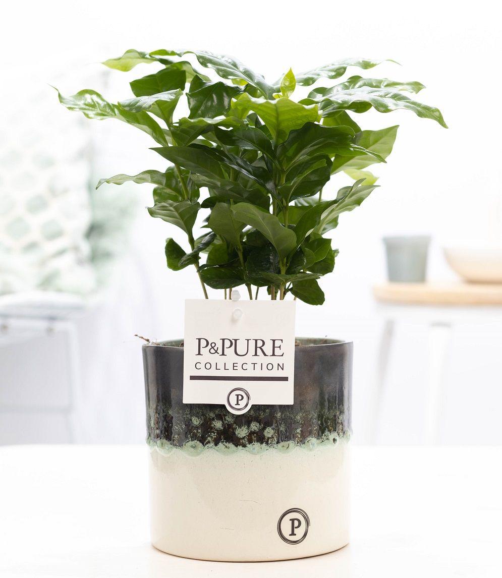Everspring Coffea Arabica Pflanze in P&amp;PURE Illusion Keramik, Durchmesser 12cm, Höhe 20cm, grüne Blätter, lebendige Pflanze