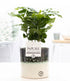 Everspring Coffea Arabica Pflanze in P&PURE Illusion Keramik, Durchmesser 12cm, Höhe 20cm, grüne Blätter, lebendige Pflanze