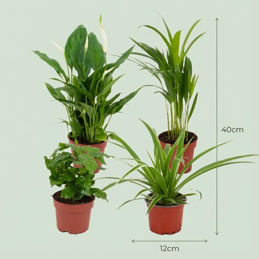 Everspring luftreinigende Zimmerpflanze, 12 cm Durchmesser, 30-40 cm hoch, grüne Blätter in Topf
