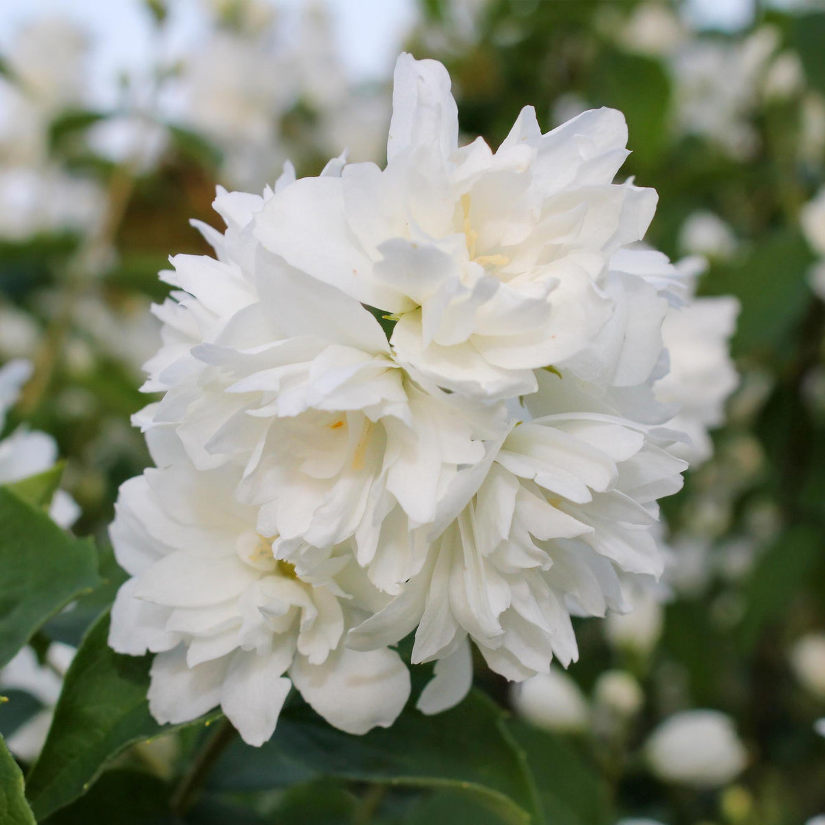 Bauernjasmin Philadelphus Snowbelle in Topf, weiße Blüten, 45cm hoch, laubabwerfend, pflegeleicht, Everspring Pflanze