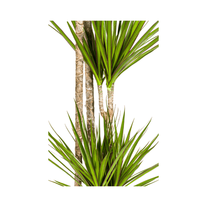 Dracaena Marginata ‘Green’ - Ø 27 cm - 170 - 190 cm - Wurzelwerk Design