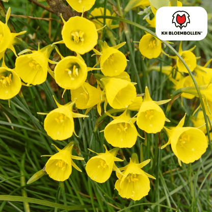 Narzissen Golden Bells – 25 Stück | Glöckchenform &amp; bienenfreundlich - Wurzelwerk Design