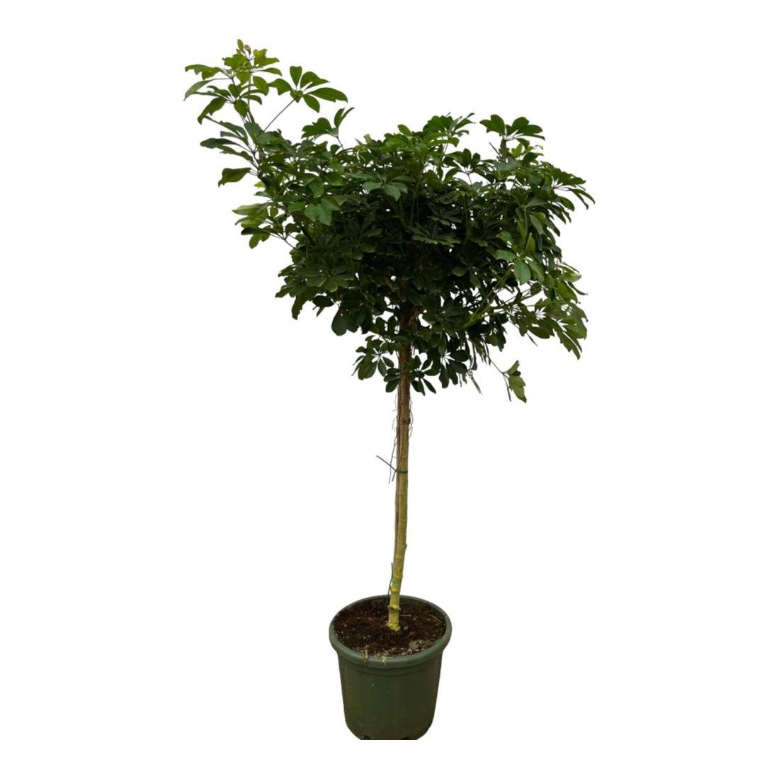 Schefflera ‘Nora’ 220 cm | XXL - Strahlenaralie im Ø45 cm Topf – Immergrün &amp; Pflegeleicht - Wurzelwerk Design