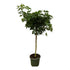 Schefflera ‘Nora’ 220 cm | XXL - Strahlenaralie im Ø45 cm Topf – Immergrün & Pflegeleicht - Wurzelwerk Design