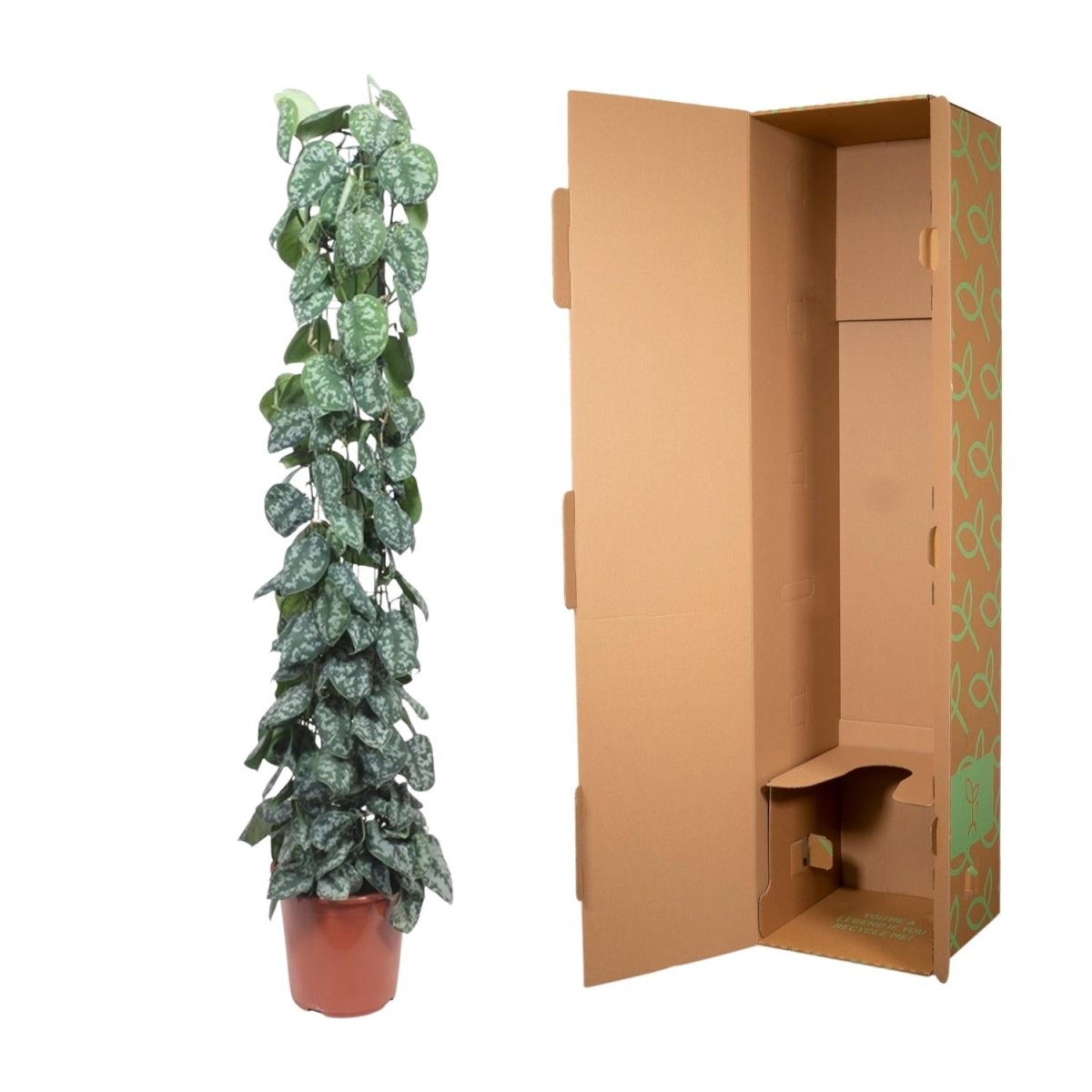 Scindapsus Pictus Trebie - 160 cm - Ø 27 cm - Wurzelwerk Design