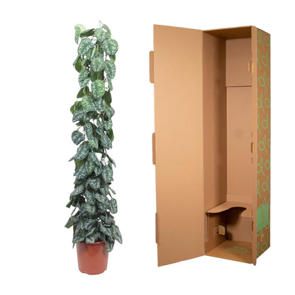 Scindapsus Pictus Trebie - 160 cm - ø27