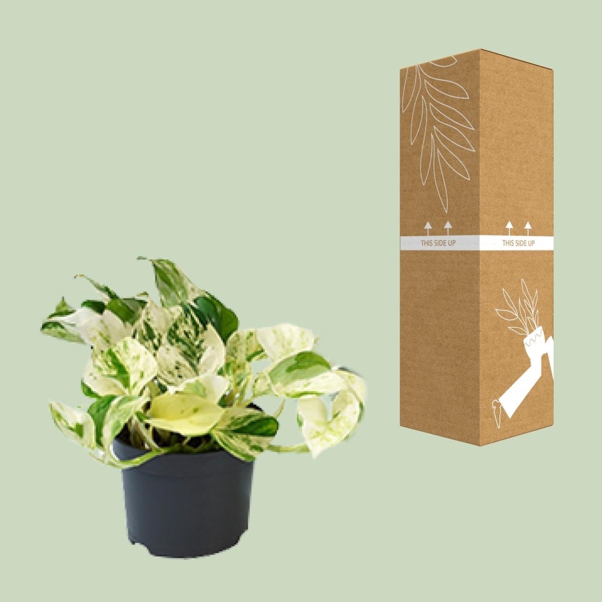 PROMO - Epipremnum Happy Leaf - Scindapsus - Ø12cm - ↕15cm - Wurzelwerk Design