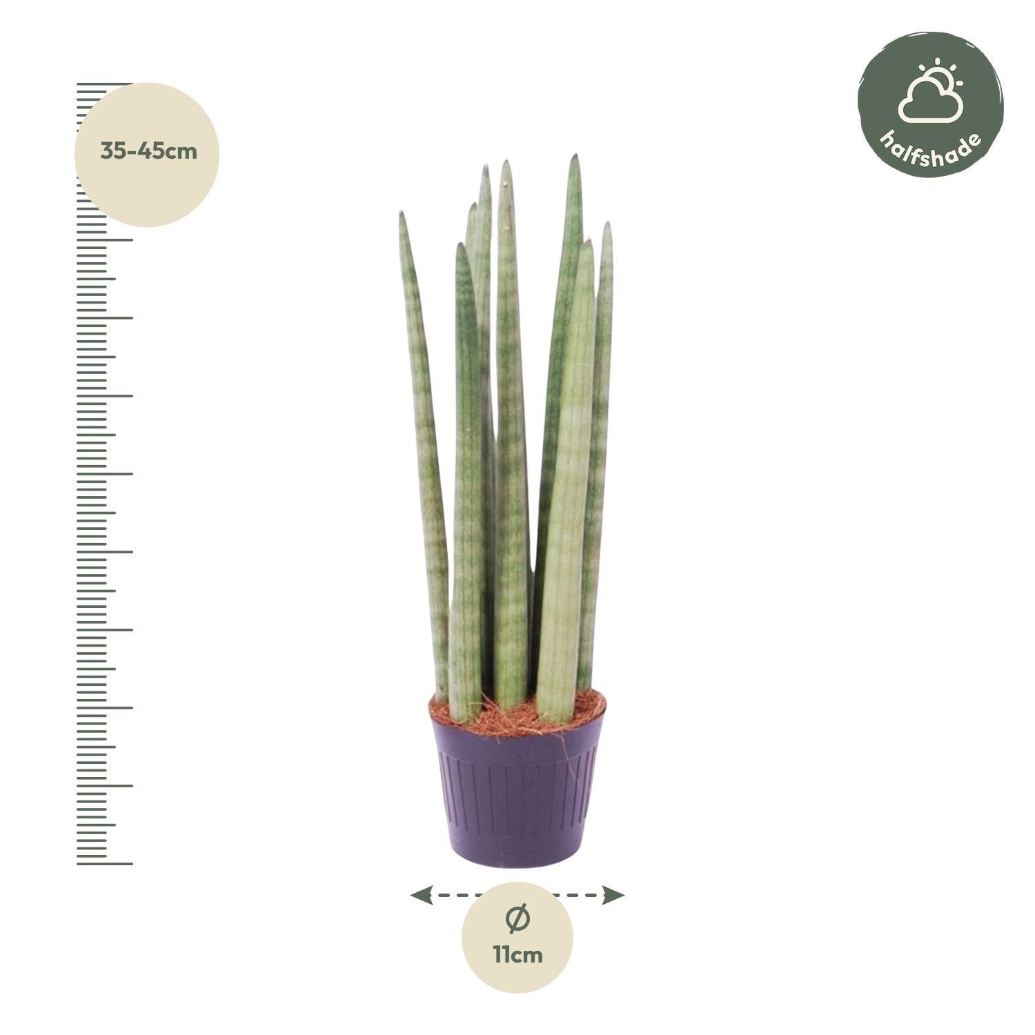 Sansevieria cylindrica ‘Spaghetti’ – 40 cm Zylinder‑Bogenhanf
