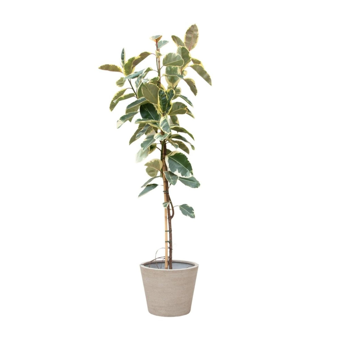 Ficus Tineke auf Stamm – Eleganter Gummibaum mit Farbspiel - Wurzelwerk Design