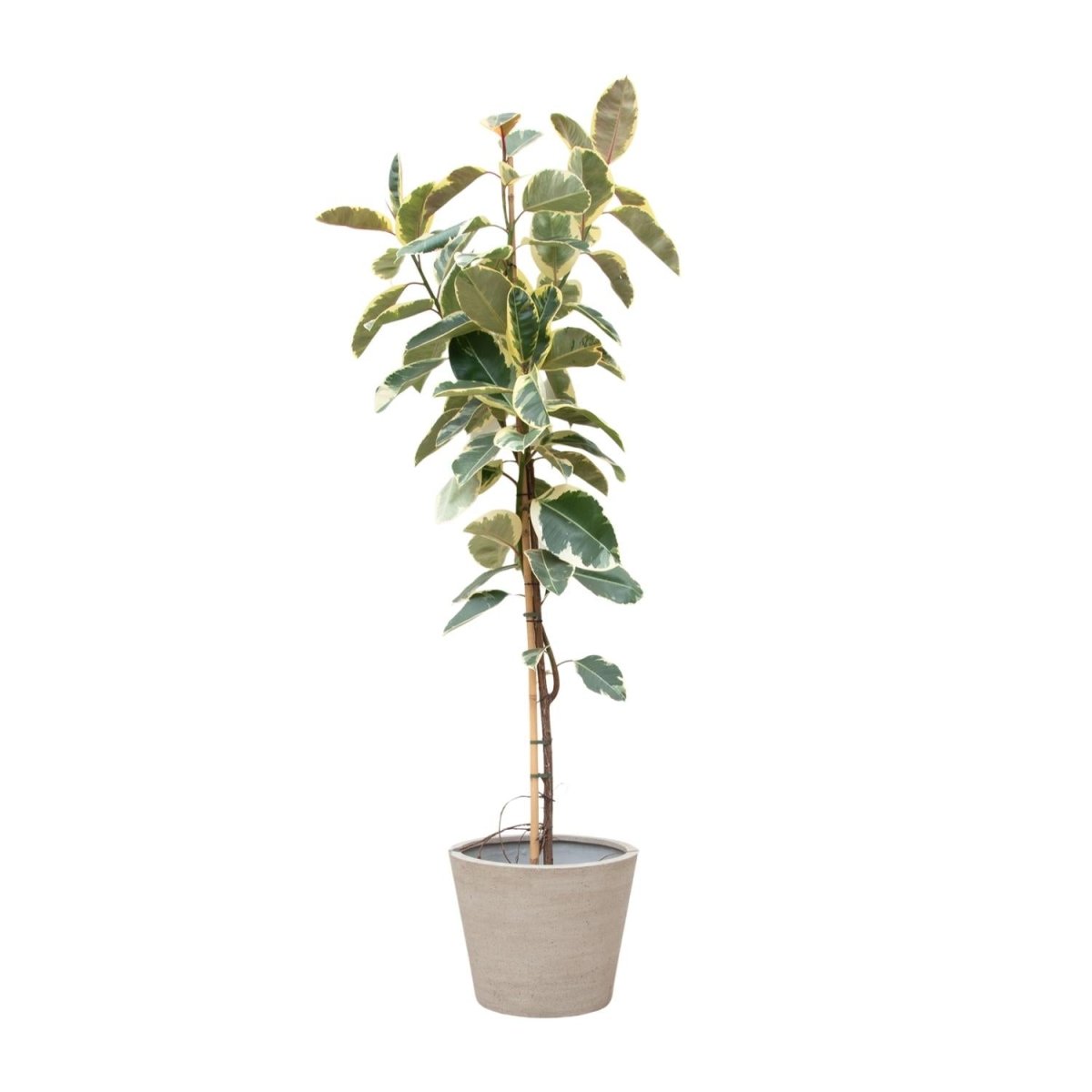 Ficus Tineke auf Stamm – Eleganter Gummibaum mit Farbspiel - Wurzelwerk Design