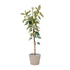 Ficus Tineke auf Stamm – Eleganter Gummibaum mit Farbspiel - Wurzelwerk Design
