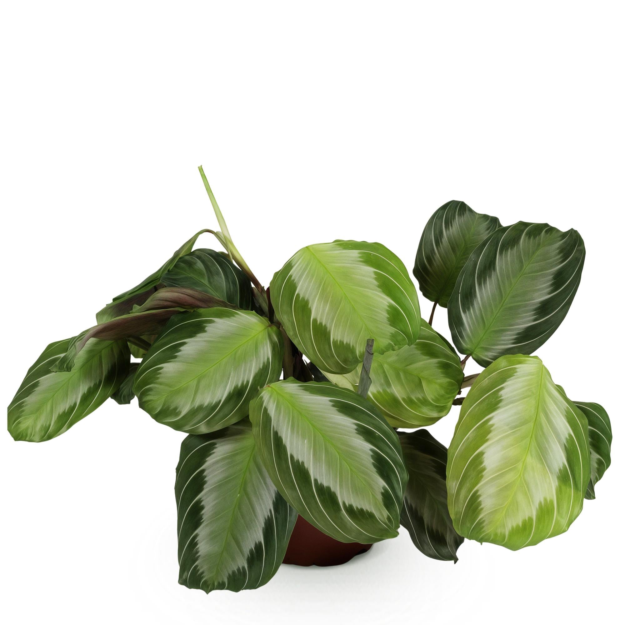 Maranta Fascinator Silverband Gebetspflanze in Topf, 12cm Durchmesser, 25cm hoch, Everspring, grüne Pflanze mit bunten Blättern