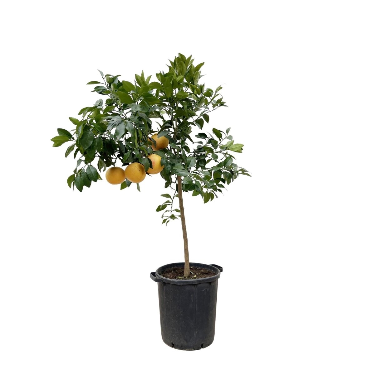 Citrus Pompelmo – Grapefruitbaum – ca. 150 cm – Ø40 cm Topf – Mediterrane Kübelpflanze - Wurzelwerk Design