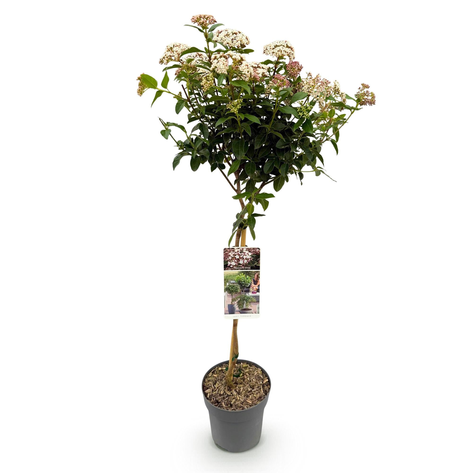 Immergrüne Viburnum tinus Pflanze in Topf, 19cm Durchmesser, mit weißen und rosa Blüten, winterhart und 90cm hoch