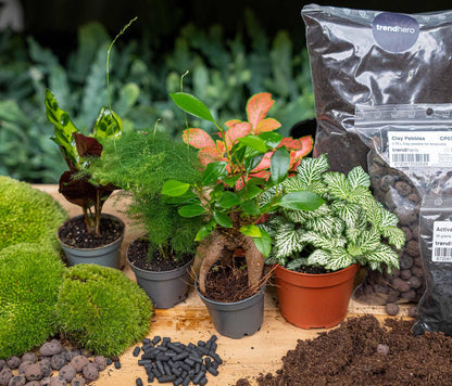 Everspring Nachfüllpackung für Pflanzenterrarien und Starterset mit 5 grünen Pflanzen, kompakte und nachhaltige Pflanzenpflege.