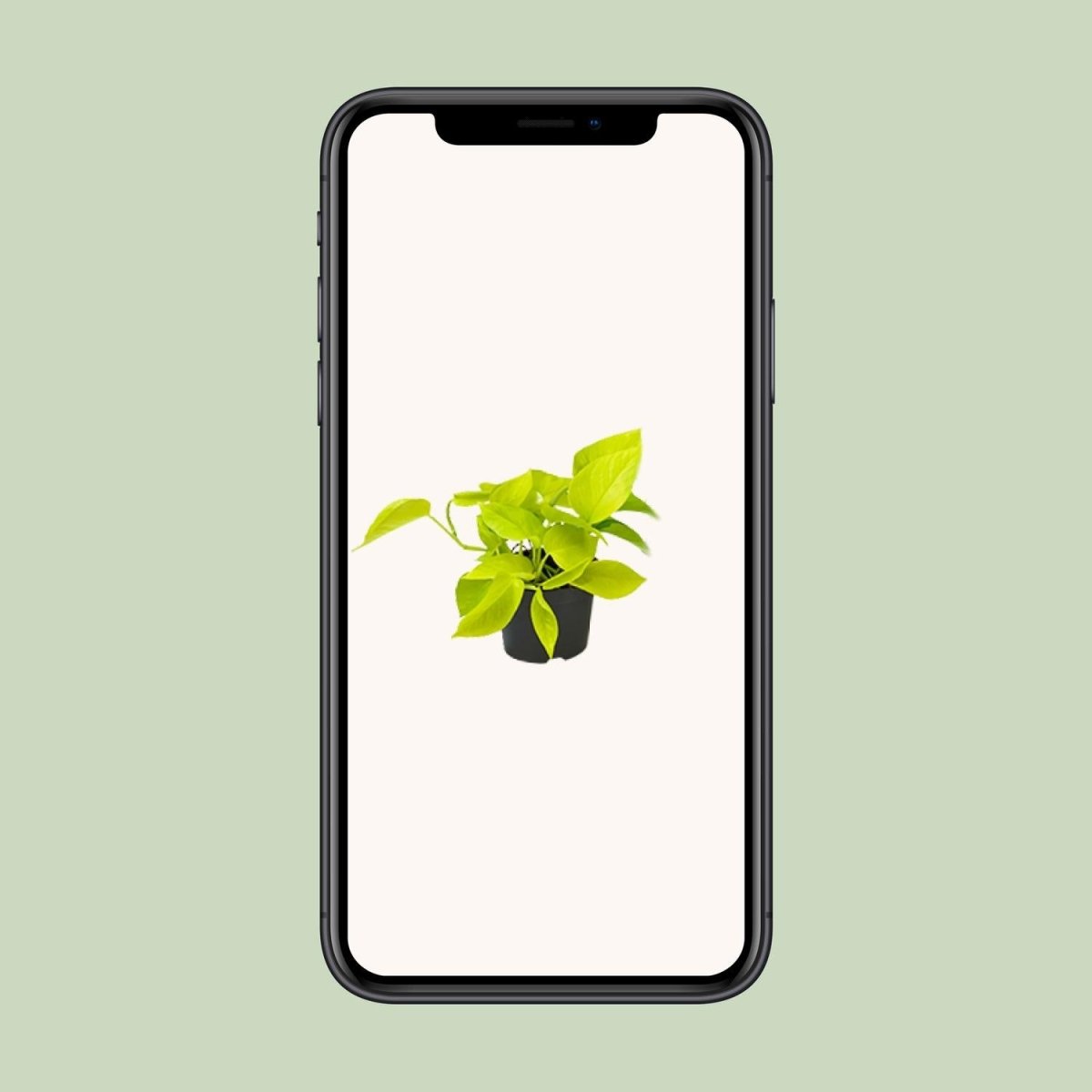 Epipremnum Golden Pothos - Scindapsus - PROMO - Ø12 - ↕15cm - Wurzelwerk Design
