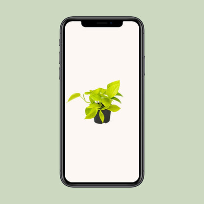 Epipremnum Golden Pothos - Scindapsus - PROMO - Ø12 - ↕15cm