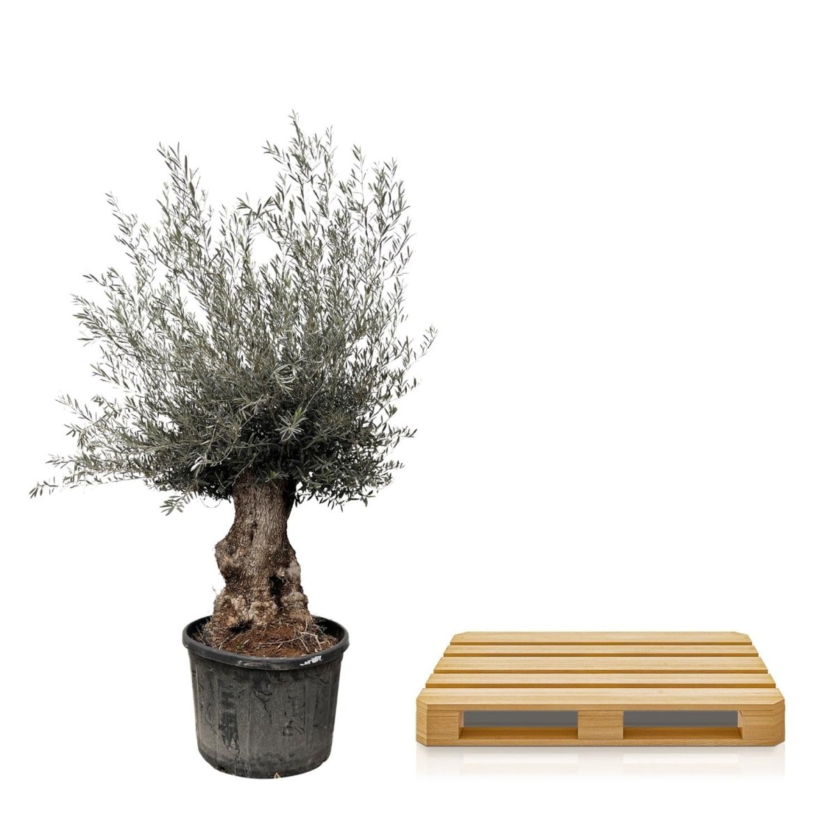 Olivenbaum Bonsai kaufen – Olea europaea Bonsai, 220–250 cm, Mediterran - Wurzelwerk Design