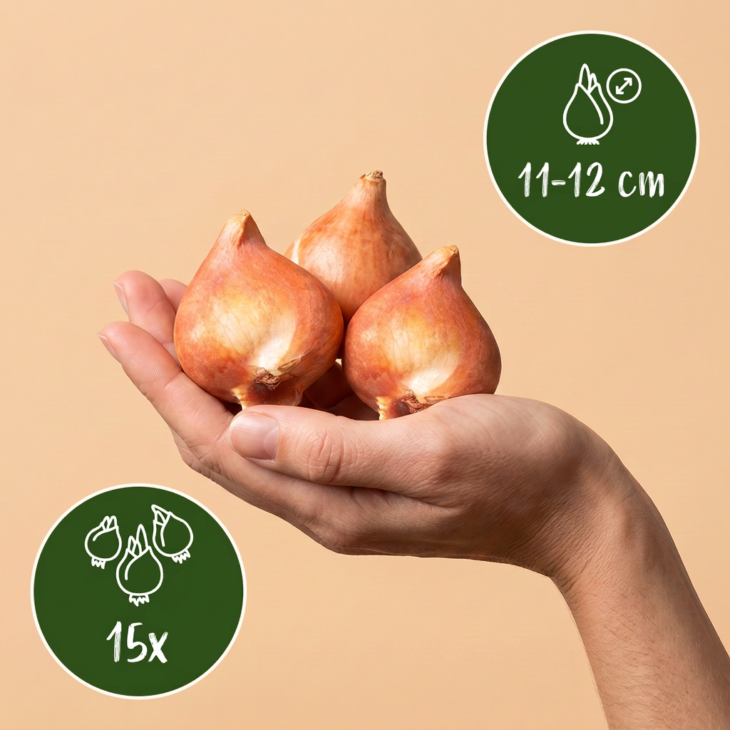 Tulpe Sunbath – Tulipa online kaufen | 15 bis 120 Blumenzwiebeln, Gelb-Weiß &amp; leuchtend – Wurzelwerk Design
