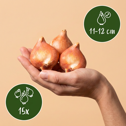 Tulpe Sunbath – Tulipa online kaufen | 15 bis 120 Blumenzwiebeln, Gelb-Weiß &amp; leuchtend – Wurzelwerk Design